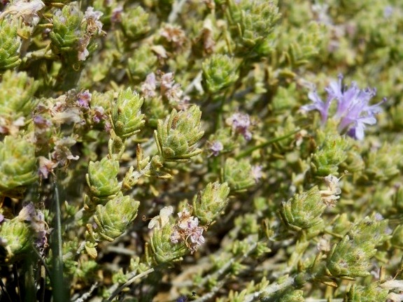 Thymbra capitata